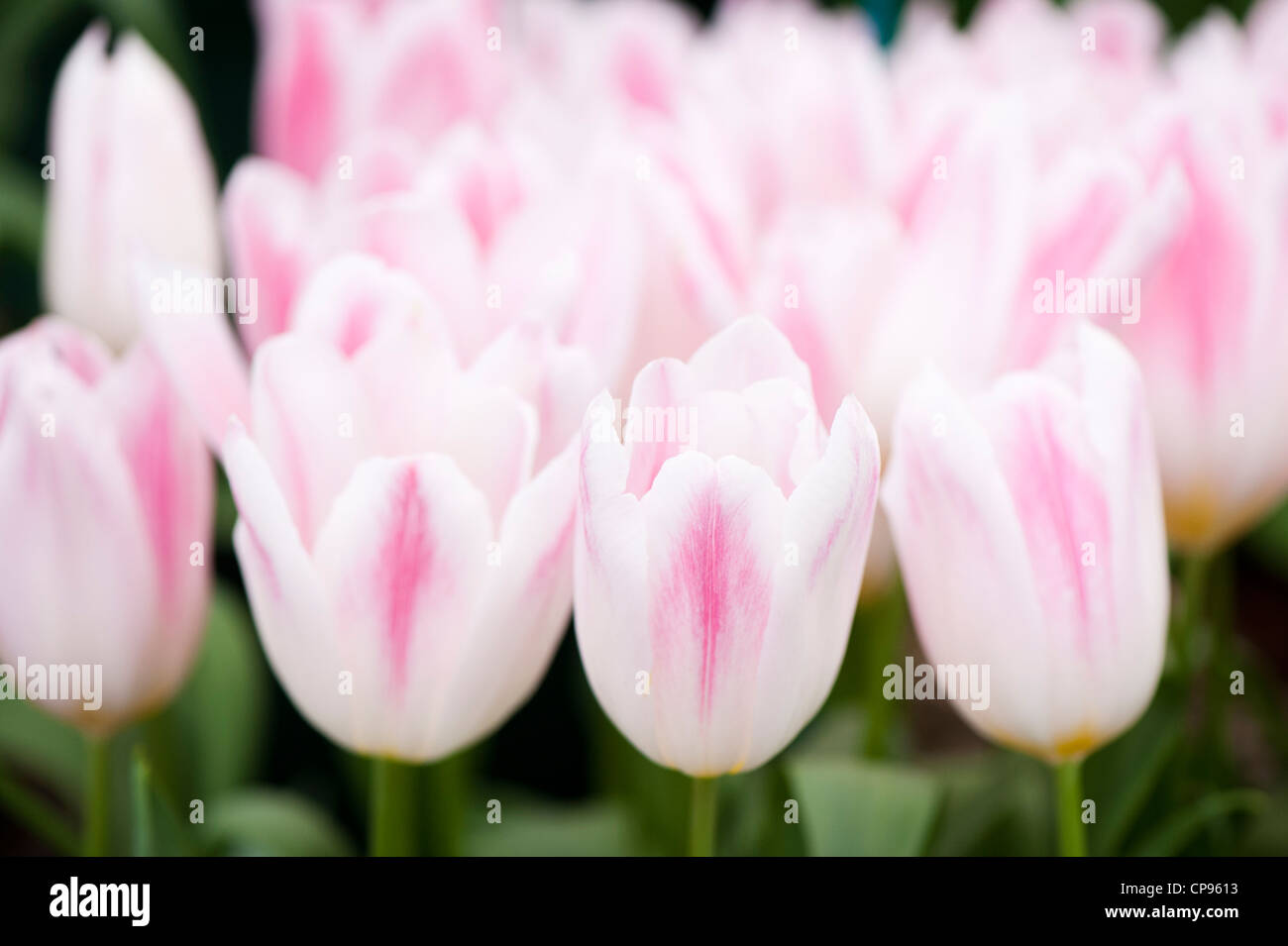 Tulipa 'Holland Chic' Lily blühende Tulpe Stockfoto