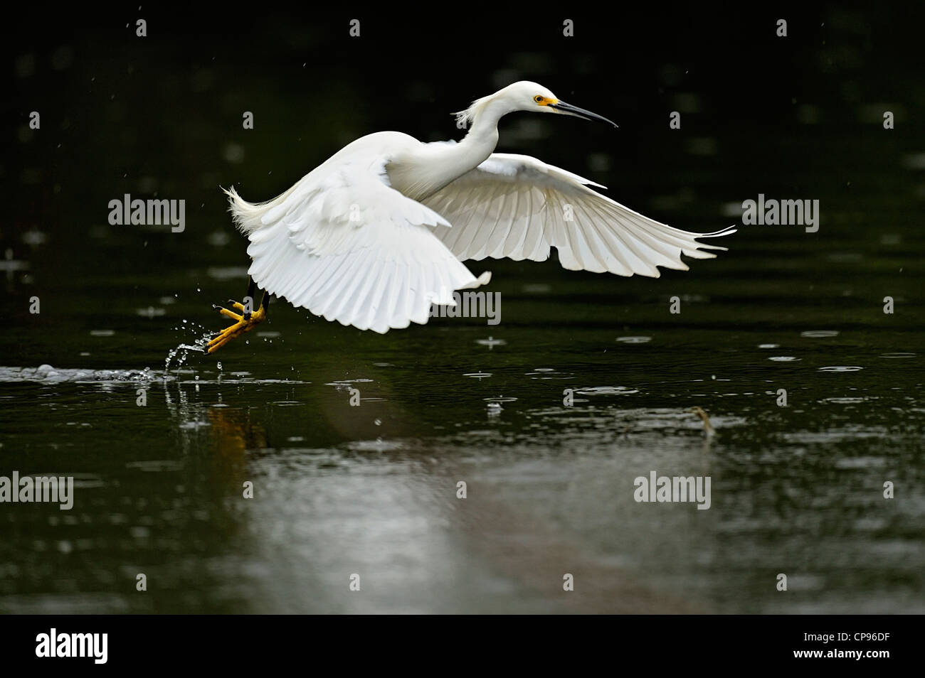 Snowy Silberreiher (Egretta unaufger) Jagd in Slough Everglades NP, Shark Valley FL Stockfoto