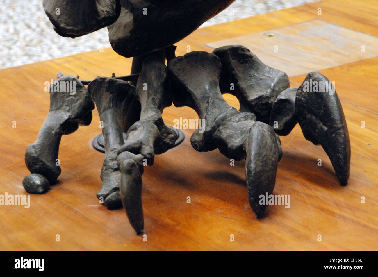 Diplodocus (Diplodocus Aufstellung). Bein. Detail. Oberen Jura. 150 Millionen Jahren. Stockfoto