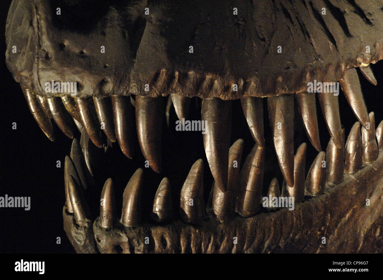 Tyrannosaurus Rex. Tyrannosauriden theropode Dinosaurier. Obere Kreide. Taxon. Schädel. Zahn. Stockfoto