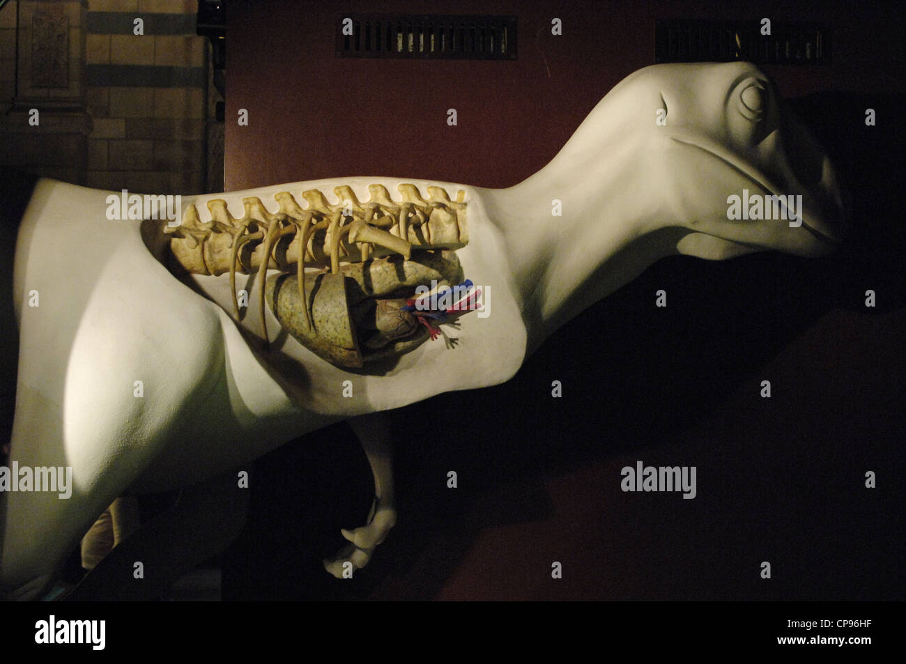 Replica Modell eines Dinosauriers Herzens. Natural History Museum. London. Vereinigtes Königreich. Stockfoto