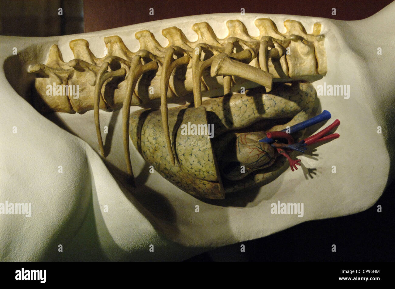 Replica Modell eines Dinosauriers Herzens. Natural History Museum. London. Vereinigtes Königreich. Stockfoto