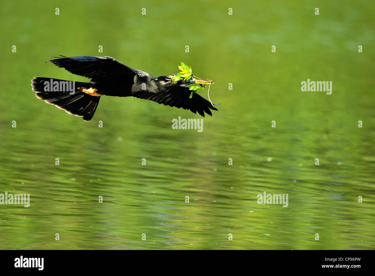 Anhinga (Anhinga Anhinga) während des Fluges Audubon Heron Rookery, Venice, Florida Stockfoto