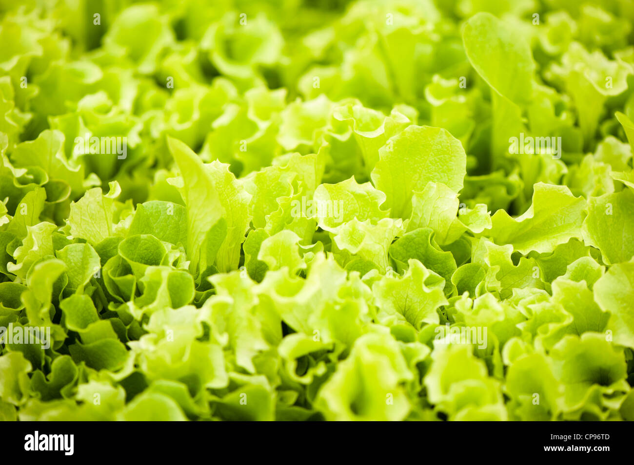 Baby-Leaf-Salat 'Lollo Bionda' (Loseblatt), Lactuca sativa Stockfoto