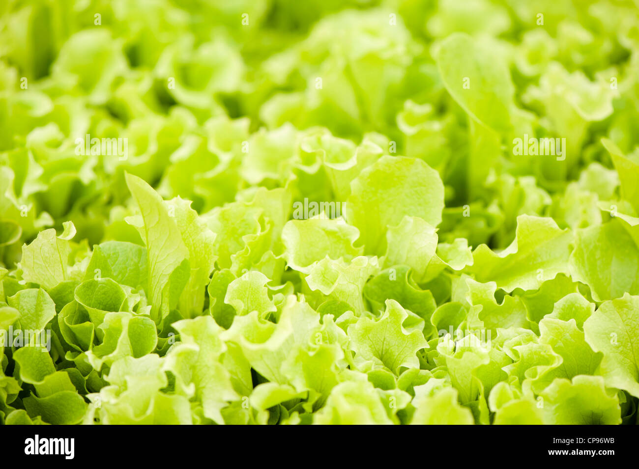 Baby-Leaf-Salat 'Lollo Bionda' (Loseblatt), Lactuca sativa Stockfoto