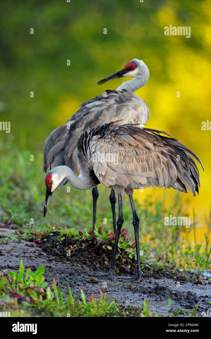 Sandhill Kran (Grus Canadensis) Audubon Rookery, Venice, Florida Stockfoto