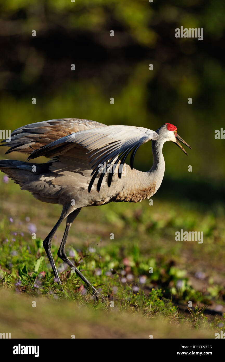 Sandhill Kran (Grus Canadensis) Audubon Rookery, Venice, Florida Stockfoto