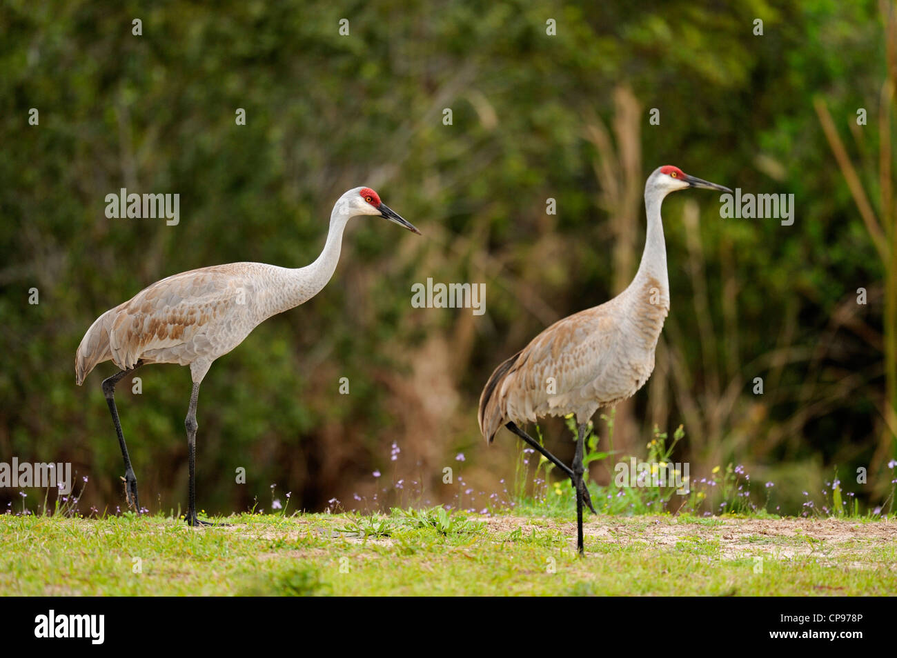 Sandhill Kran (Grus Canadensis) Audubon Rookery, Venice, Florida Stockfoto