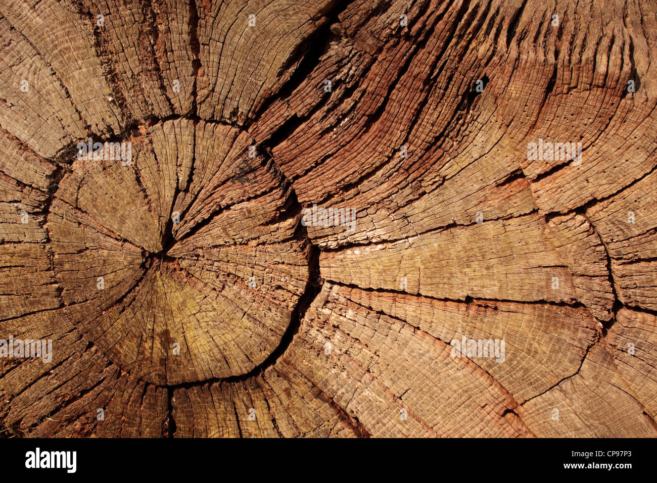 Ende eines gesägten Baumstammes Alter Ringe zeigen. Stockfoto