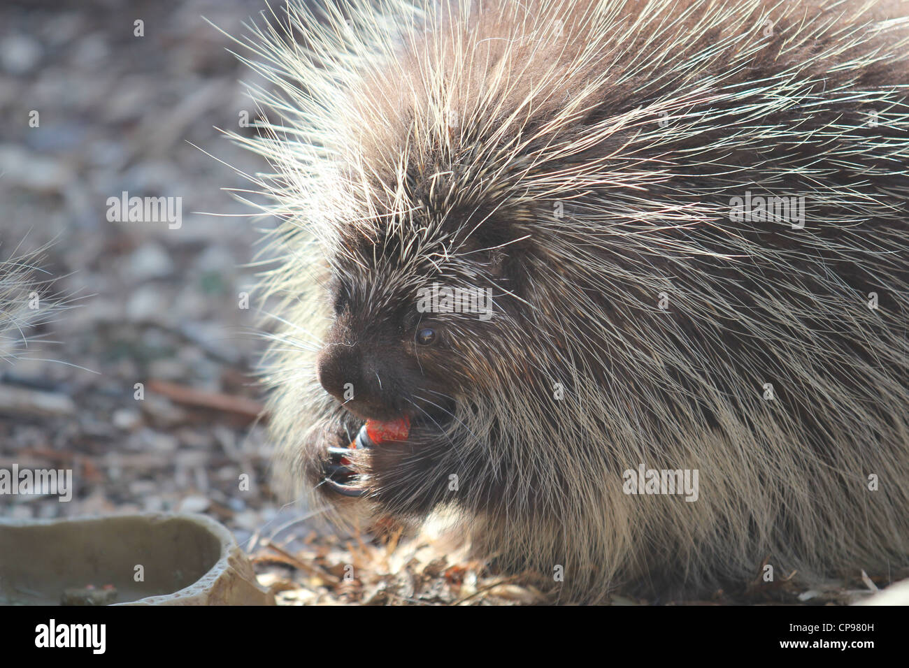 Stachelschwein Verzehr von Gemüse im zoo Stockfoto