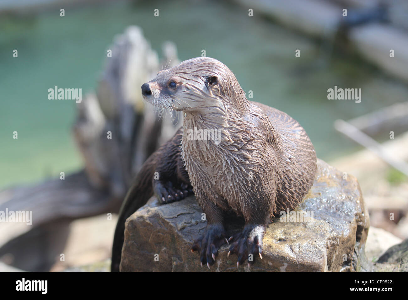 Northern River Otter sitzt auf einem Felsen, Wasser im Hintergrund Stockfoto