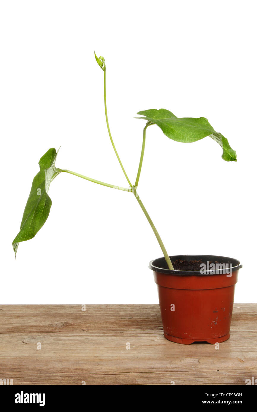 Sämling Runner Bean Pflanze in einem Topf auf einer Holzbank vor einem weißen Hintergrund Stockfoto
