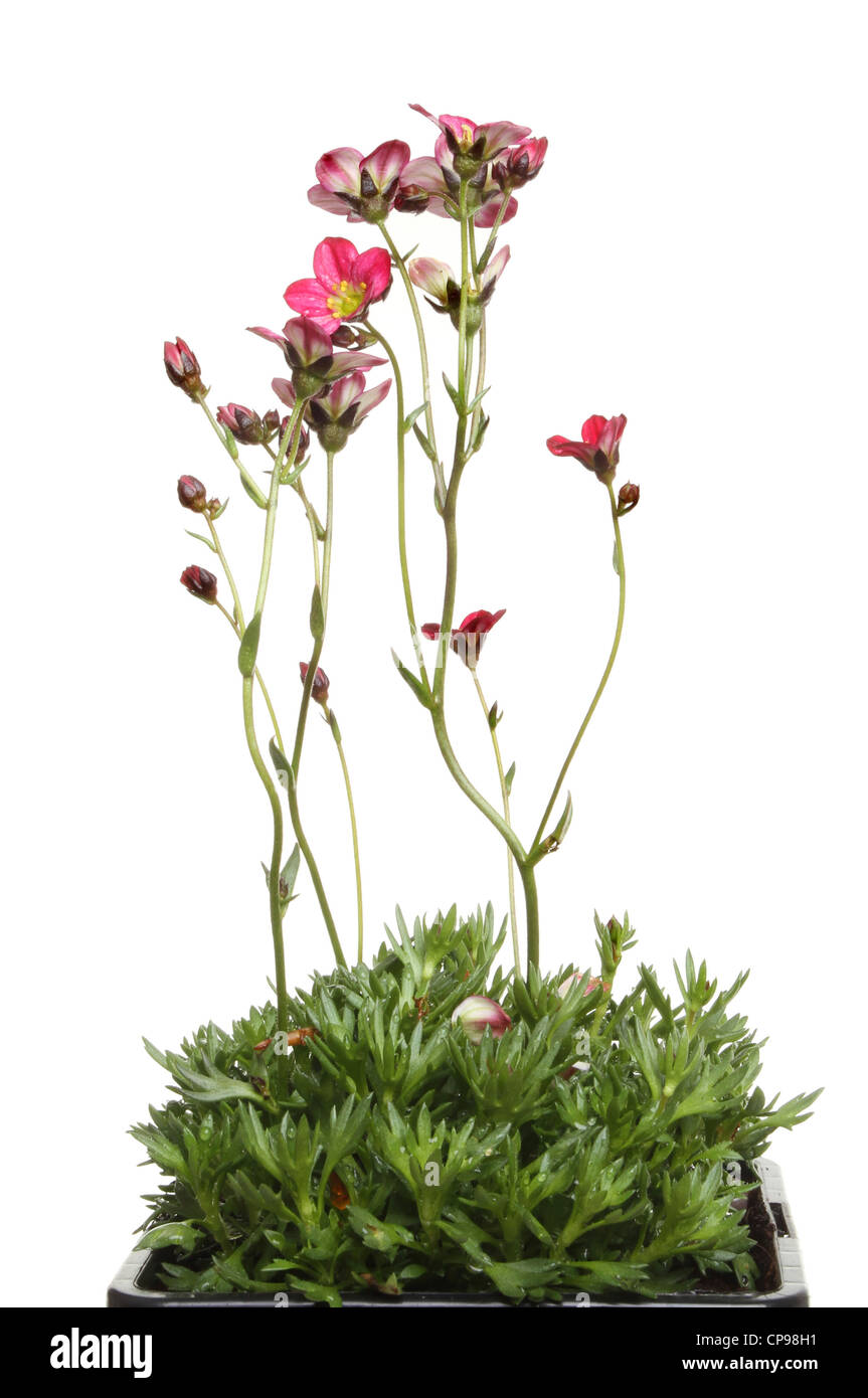 Saxifraga Pflanzen- und Blumen isoliert gegen weiß Stockfoto