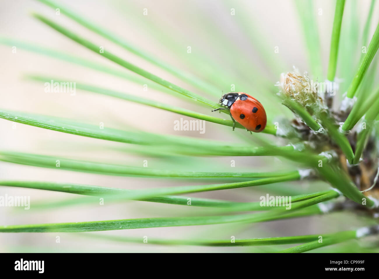 Marienkäfer im grünen Rasen Stockfoto