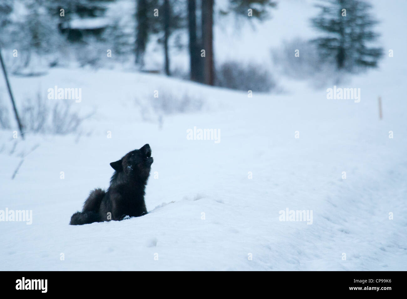 Ein einsamer Wolf heult in Banff Nationalpark, Alberta, Kanada.  Foto von Gus Curtis Stockfoto