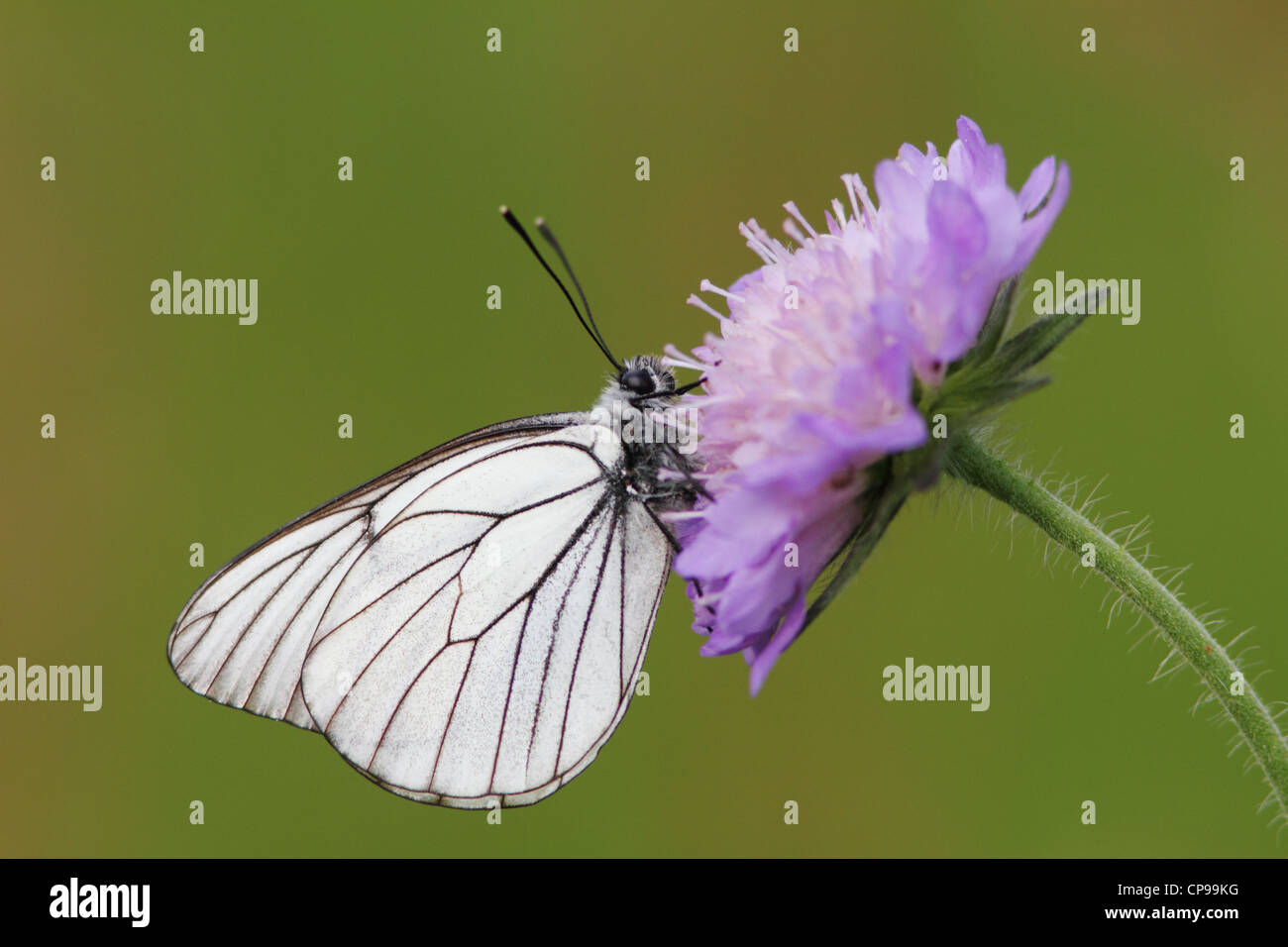 Schwarz-veined White (Aporia Crataegi) ruht auf Feld Witwenblume (Knautia Arvensis) Stockfoto