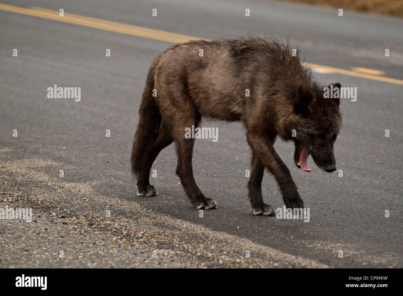 Ein grauer Wolf überquert die Straße in Banff Nationalpark, Alberta, Kanada. Stockfoto