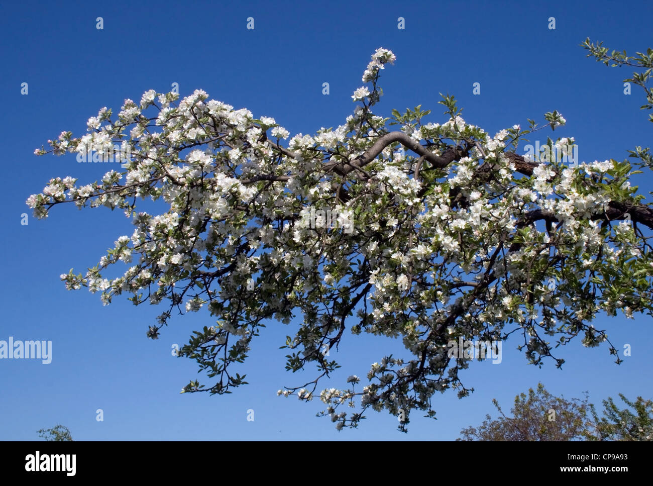 Blühende alte Apfelbaum - Malus domestica Stockfoto