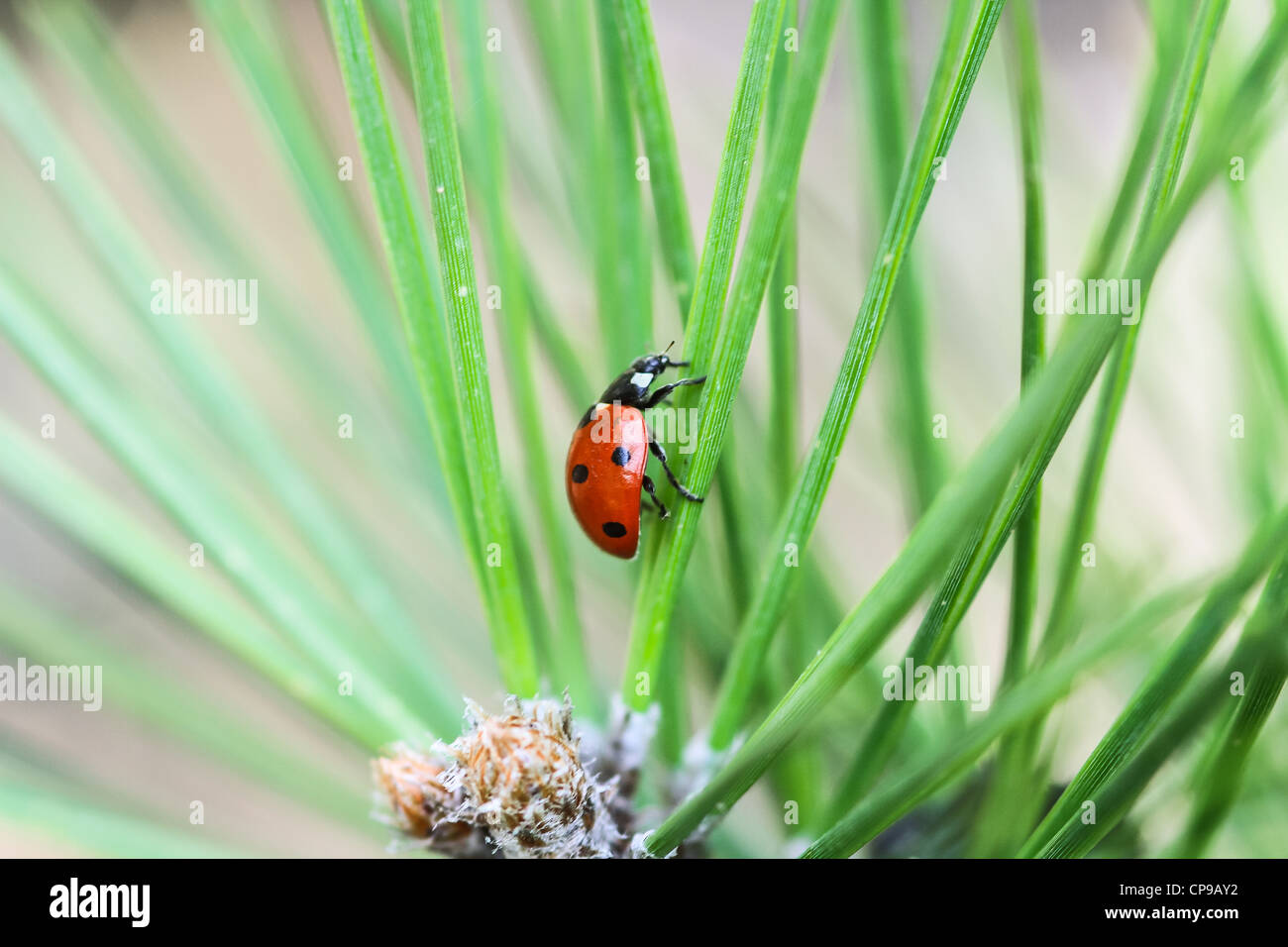 Marienkäfer im grünen Rasen Stockfoto