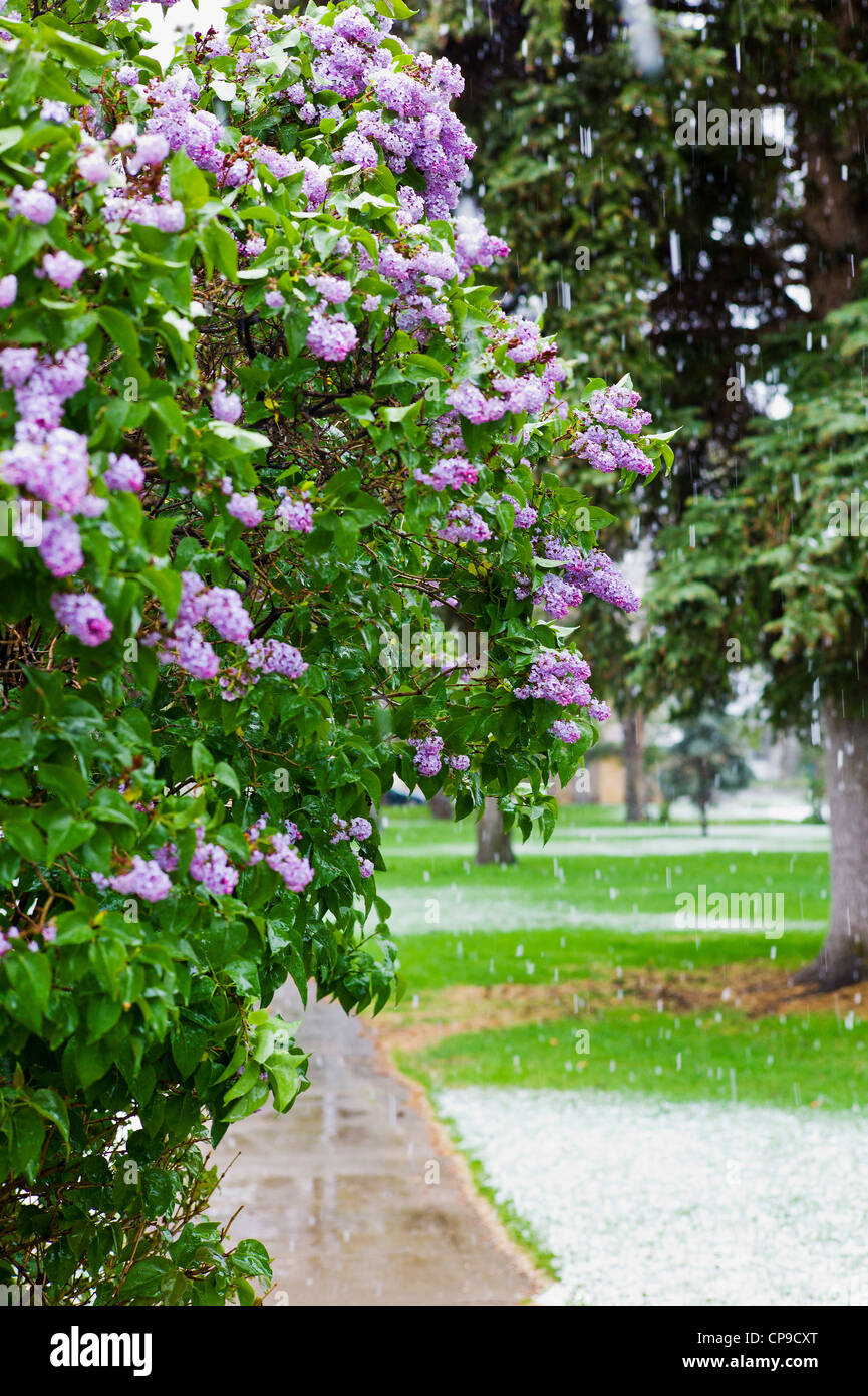 Flieder in voller Blüte, früh kann Schneesturm, Alpine Park, die historische Altstadt Bezirk, kleine Bergstadt Salida, Colorado, USA Stockfoto