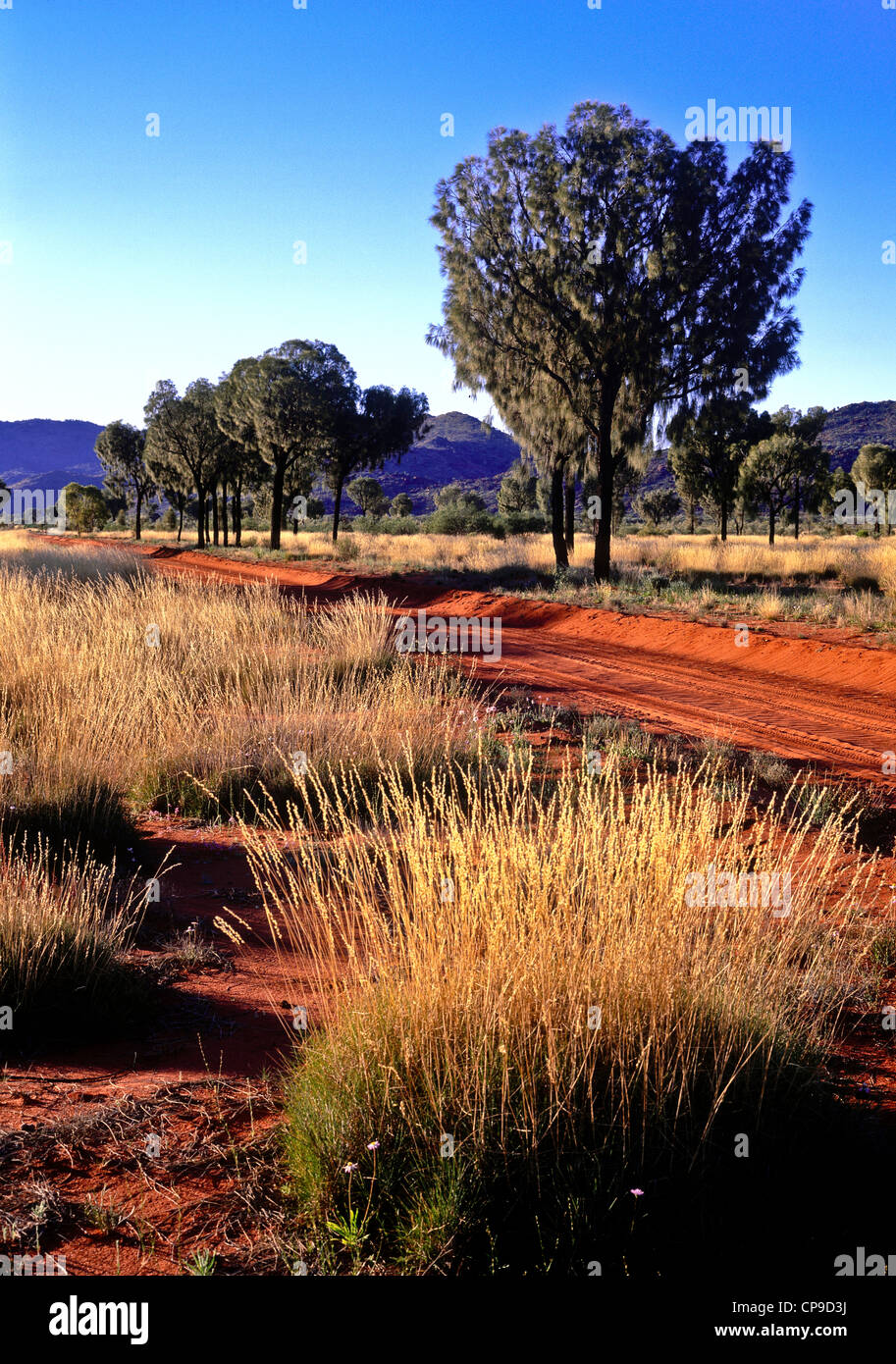 Desert Oaks, Mann reicht, NW Südaustralien Stockfoto