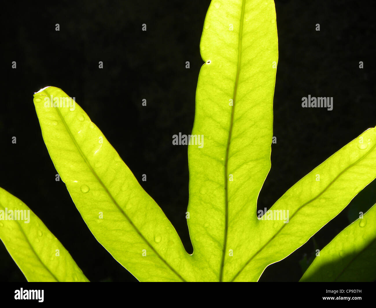 Sunrise-Blatt Stockfoto