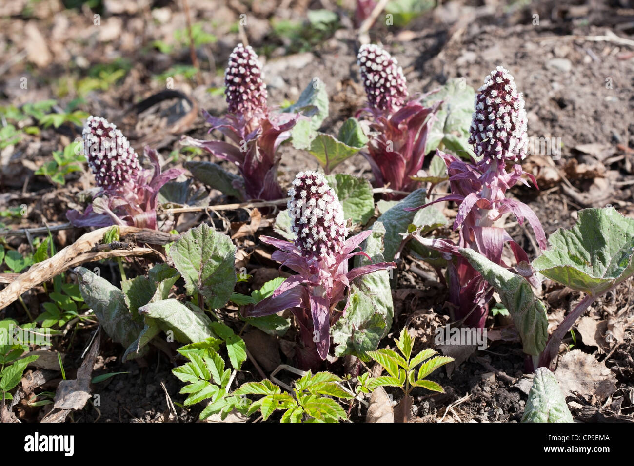 Petasites Hybridus, gemeinsame Pestwurz Stockfoto