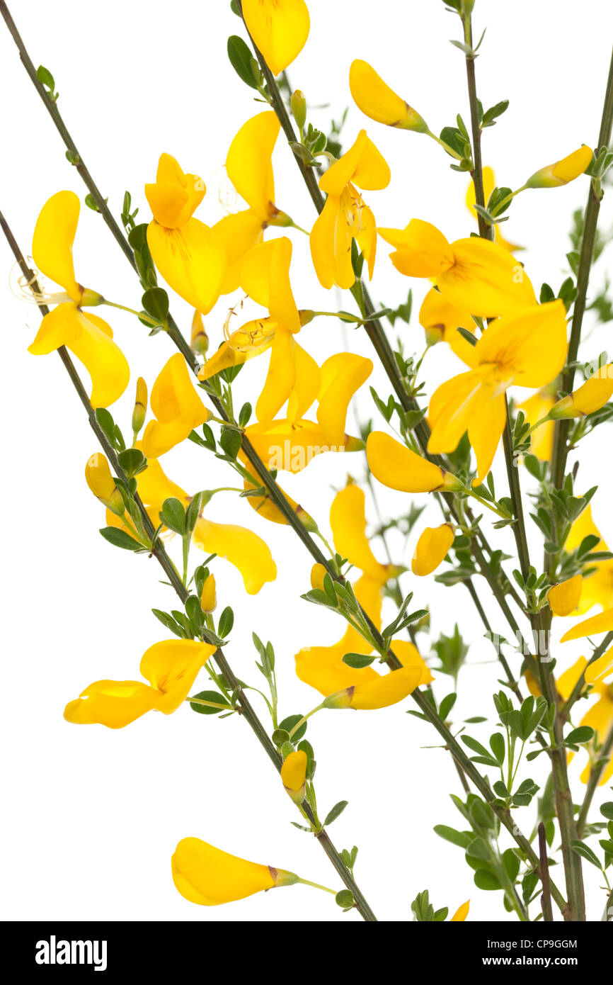 gelber Busch Ginster (Cytisus Scoparius) auf weiß Stockfotografie Alamy