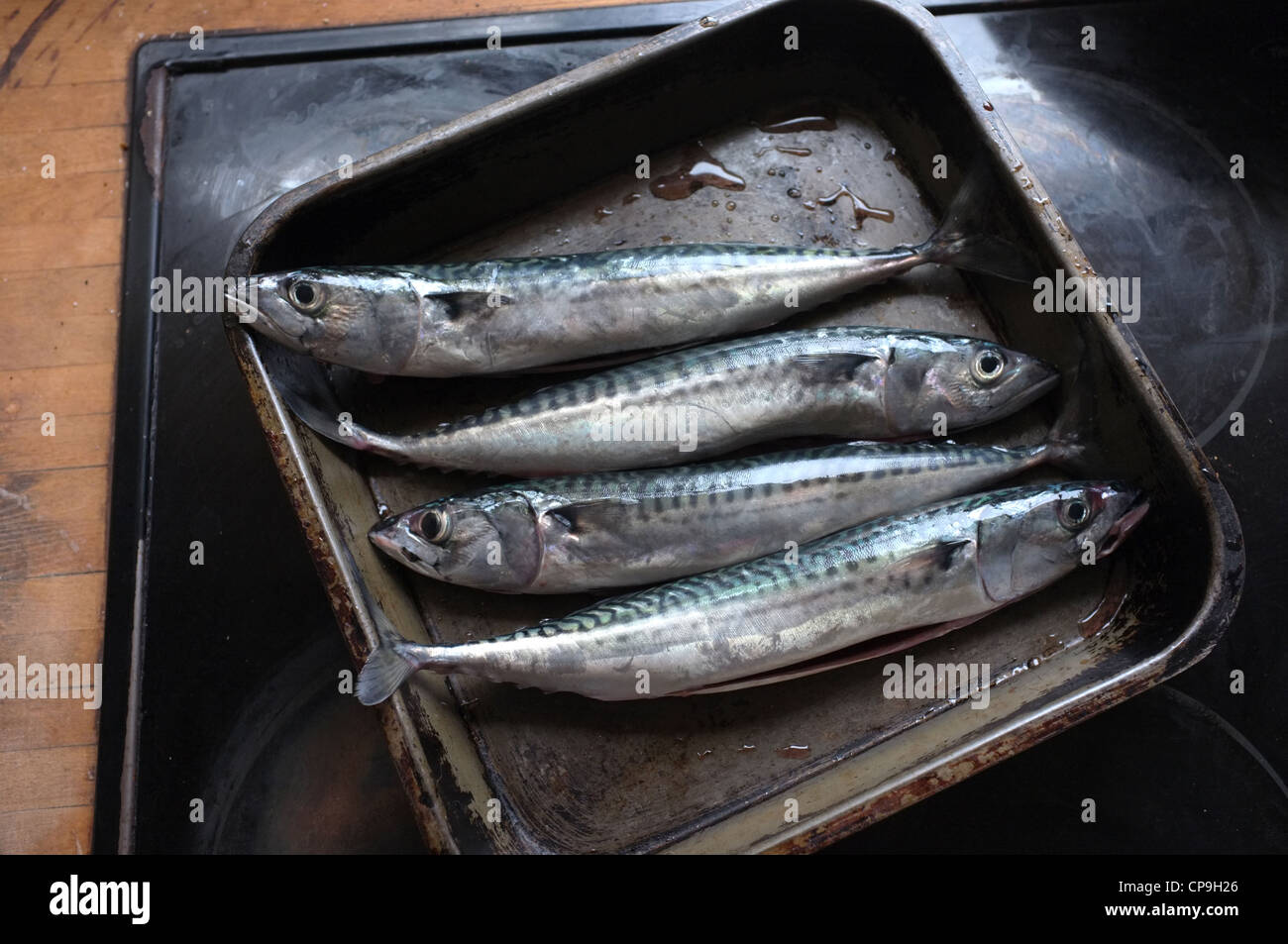 Frisch gefangen und ausgenommene Cornish Makrele bereit zum Kochen Stockfoto