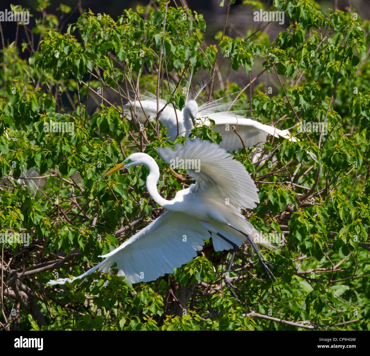 Silberreiher, Ardea Alba. Verschachtelung Verhalten bei der Rookery High Island, Texas Stockfoto