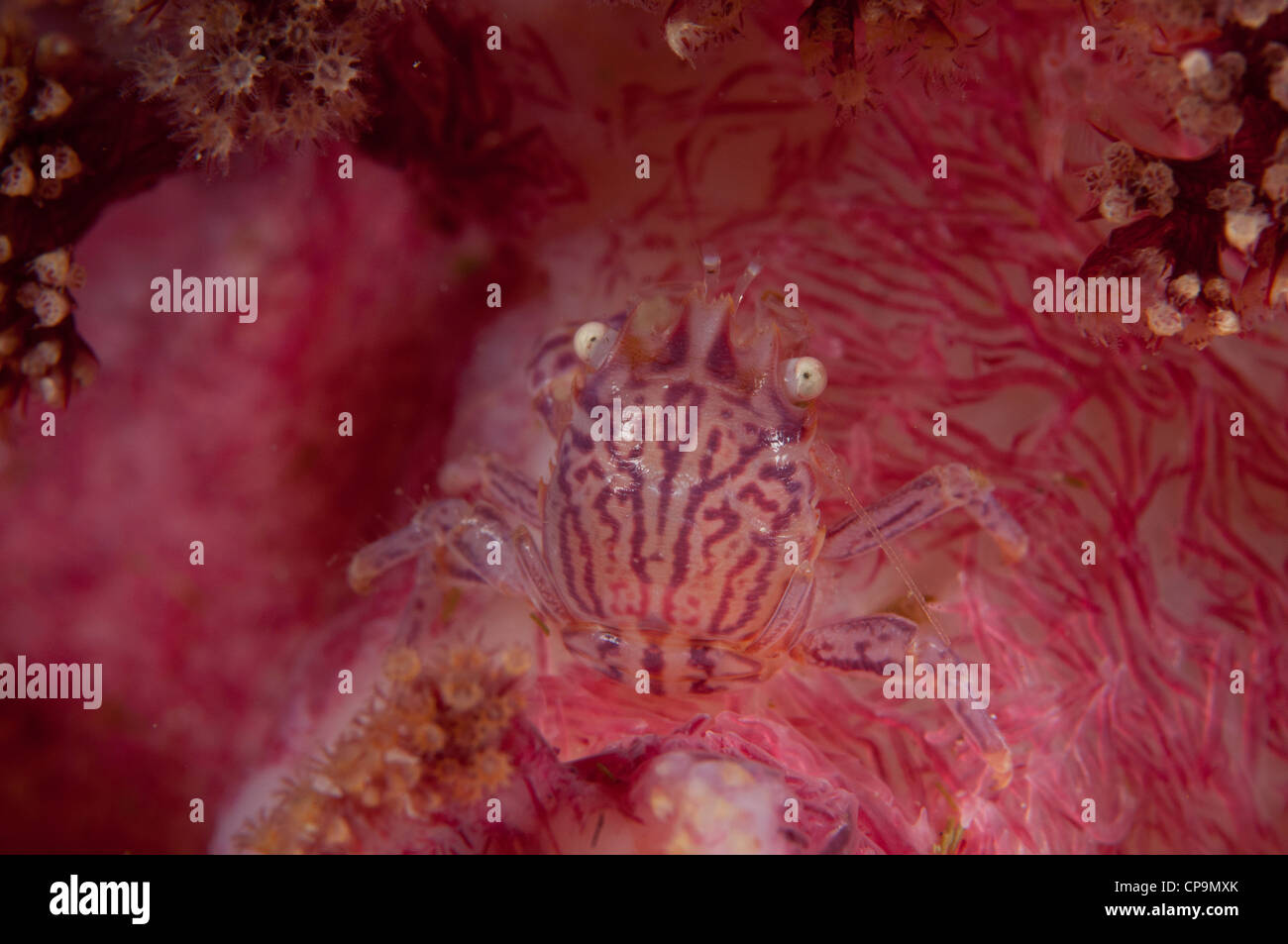 Weiche Korallen Krabbe in der Lembeh-Straße Stockfoto