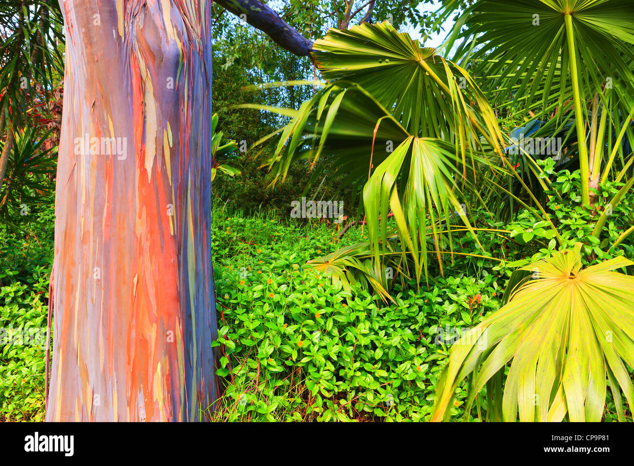 Regenbogen Eukalyptus auf der Insel Maui, Kawaii Stockfoto