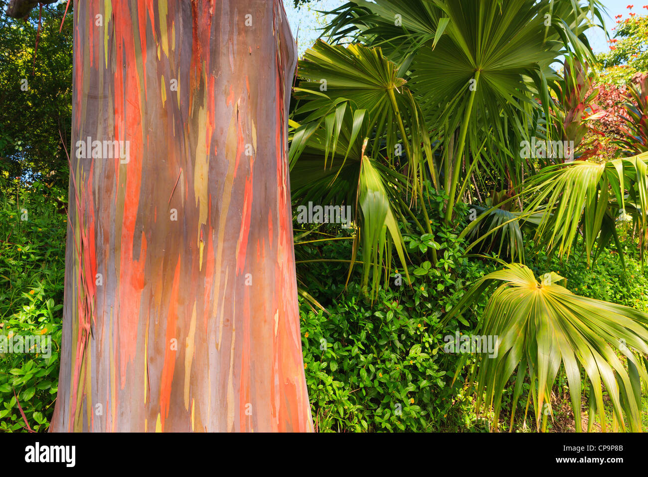 Regenbogen Eukalyptus auf der Insel Maui, Kawaii Stockfoto