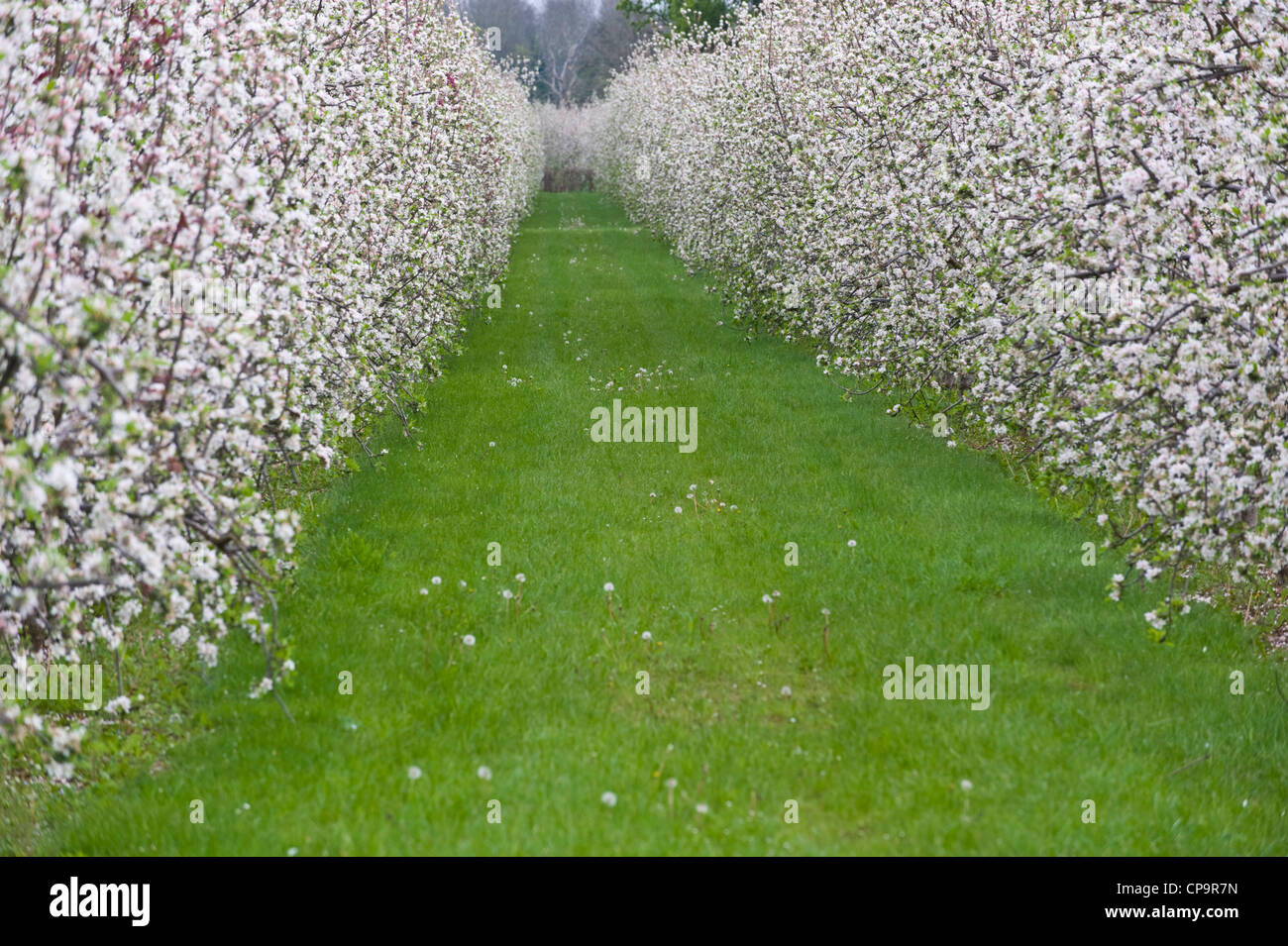 Blüte auf Apfelwein Apfelbäume in kommerziellen Obstgarten in der Nähe