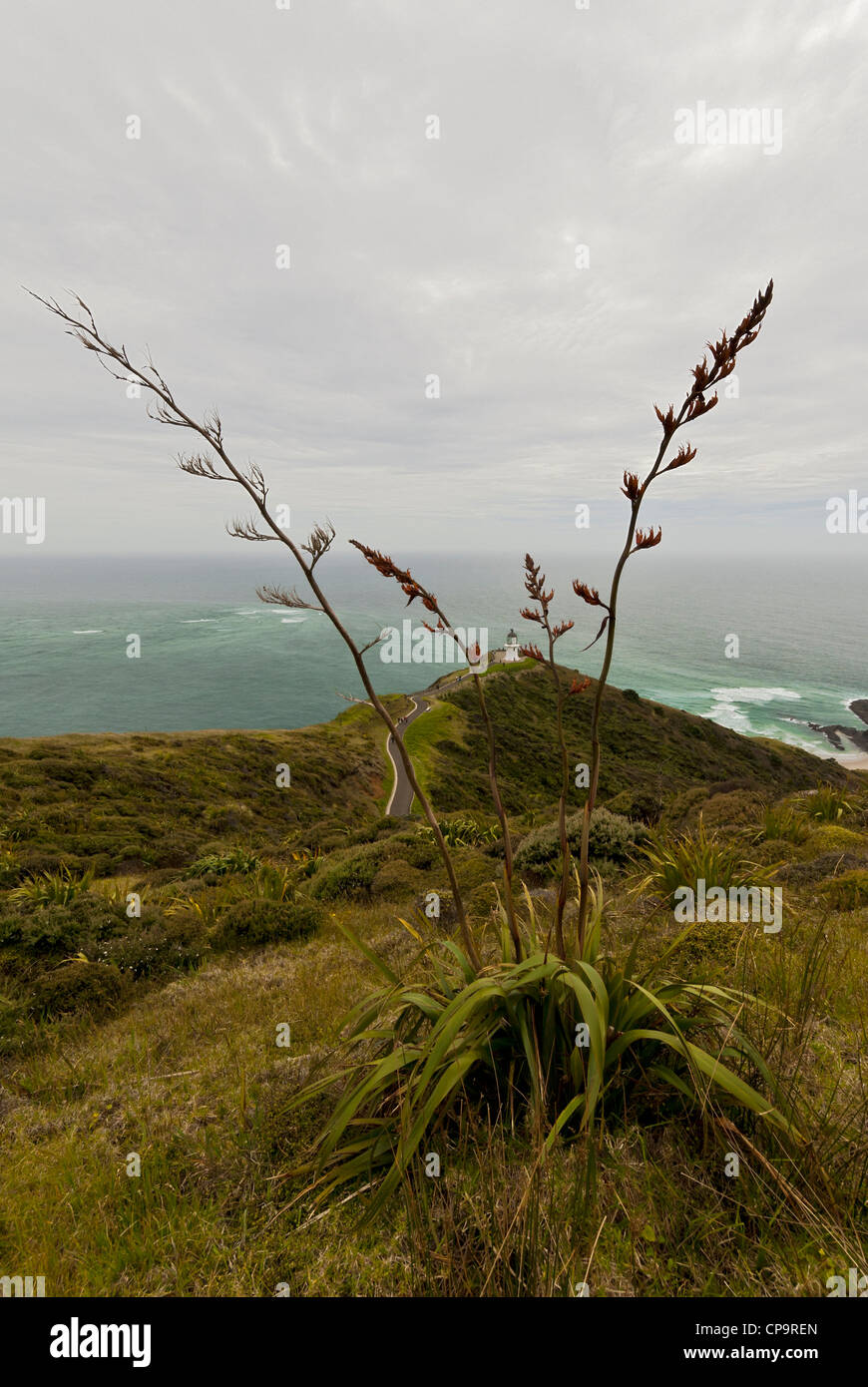 Cape Reinga Neuseeland North Island. Stockfoto