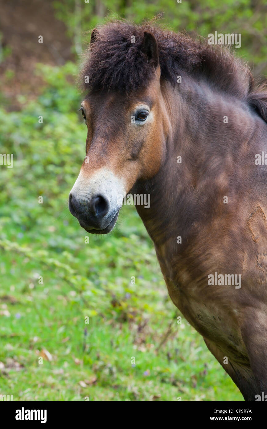 EXMOOR PONY Stockfoto