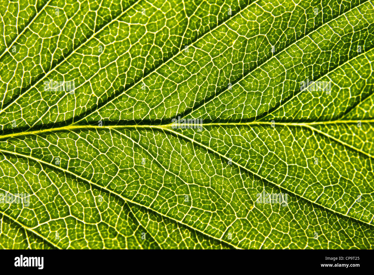 Strawberry Leaf hautnah Stockfoto
