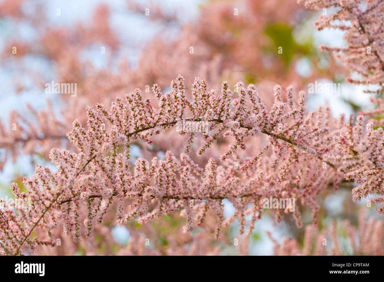 Tamarix in Blüte Stockfoto