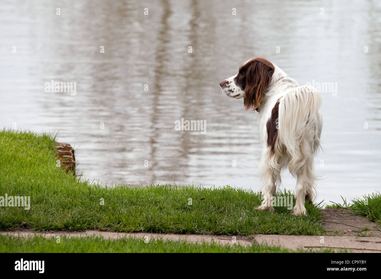 Springer Spaniel Hund stehend an der Themse UK Stockfoto