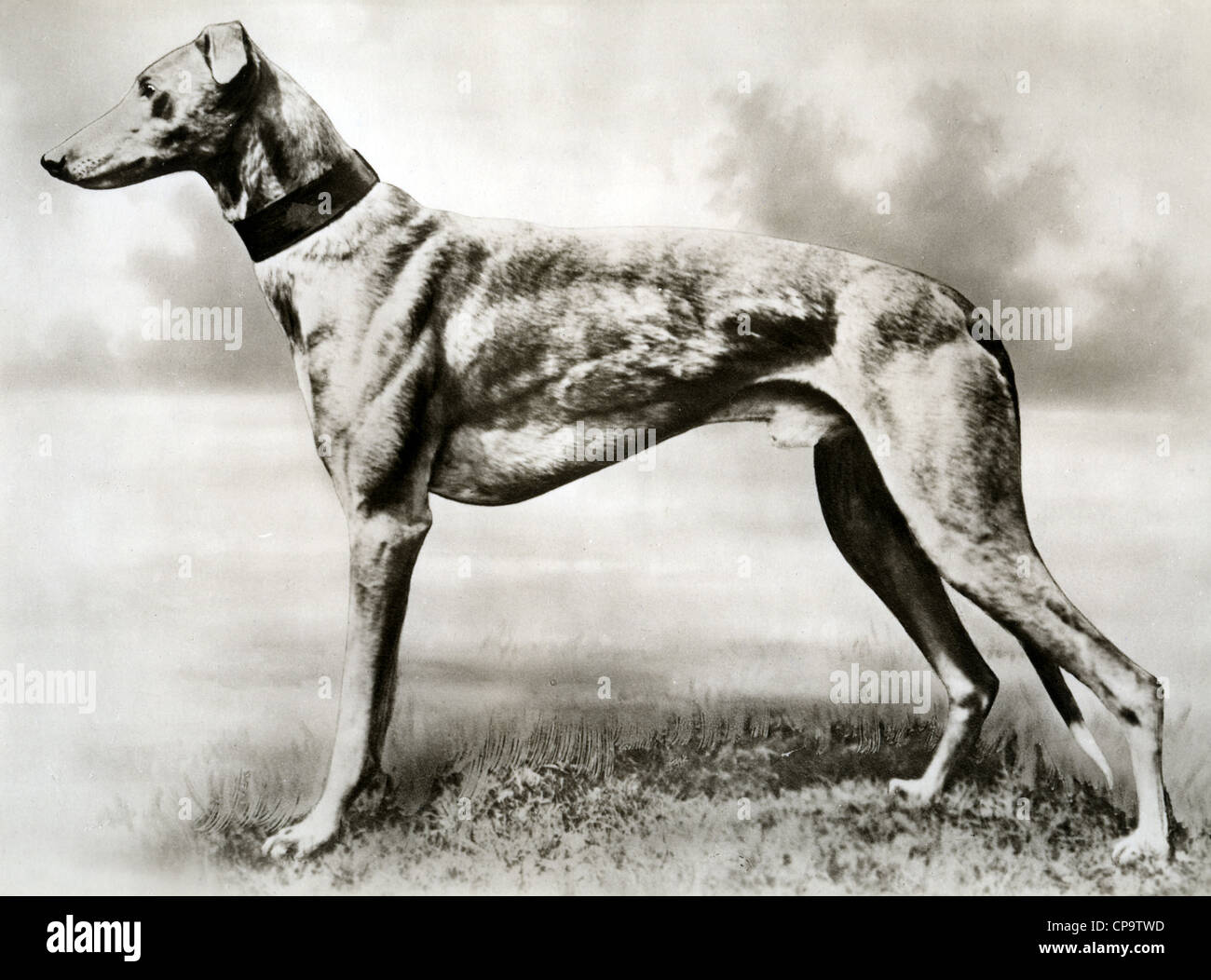 MICK THE MILLER (1926-1939) Champion racing greyhound Stockfoto