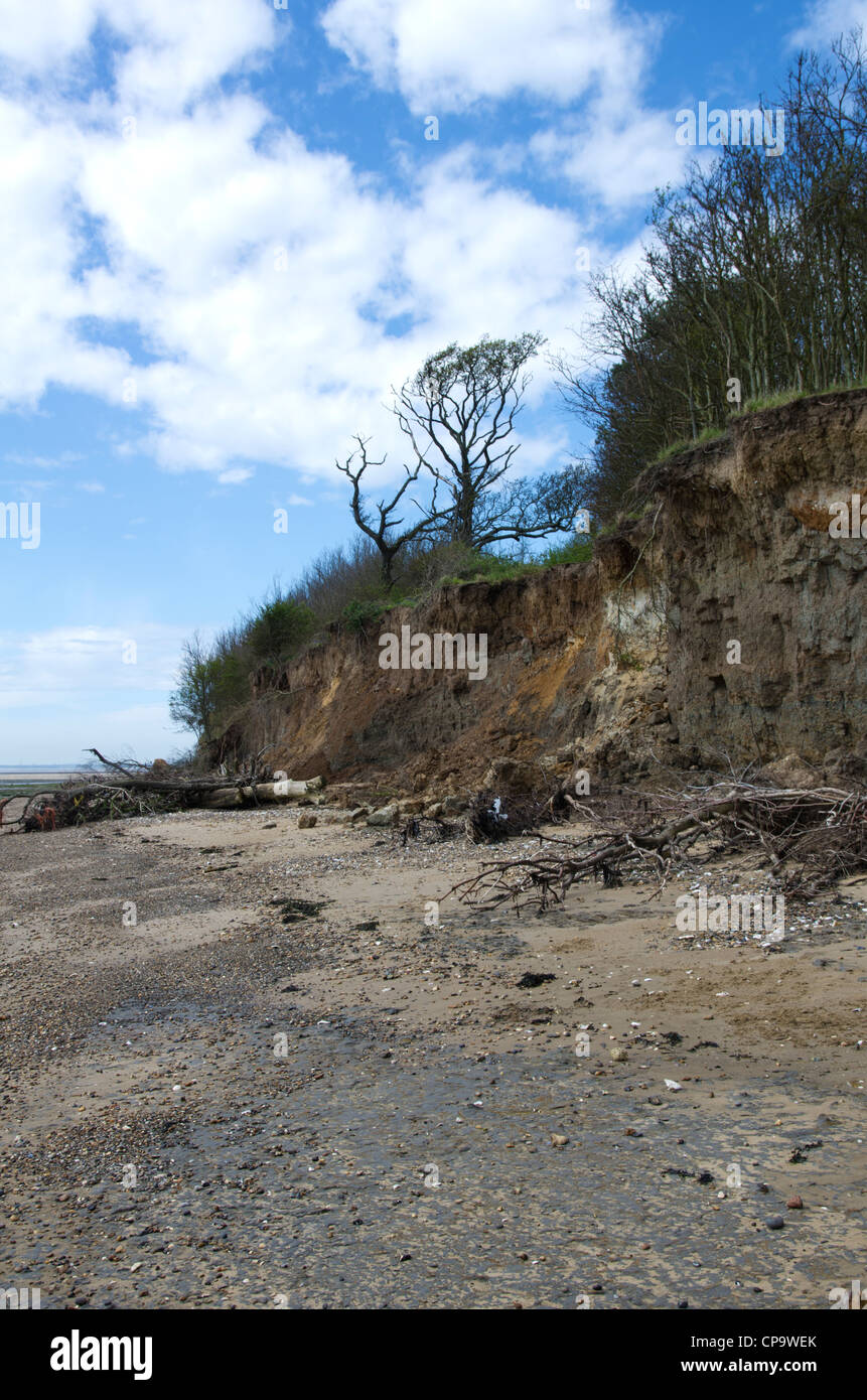 Bäume ausgesetzt durch Küstenerosion am East Mersea, Essex, England, Vereinigtes Königreich Stockfoto