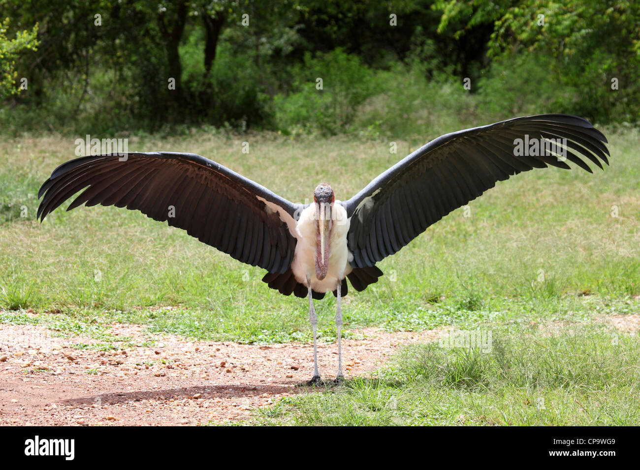 Marabou Storch (Leptoptilos Crumeniferus) im Akagera-Nationalpark, Ruanda. Stockfoto