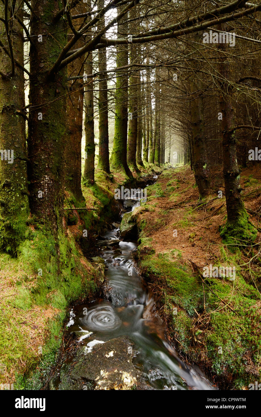 Bach durch einen Pinienwald in Nord-Wales, UK. Stockfoto
