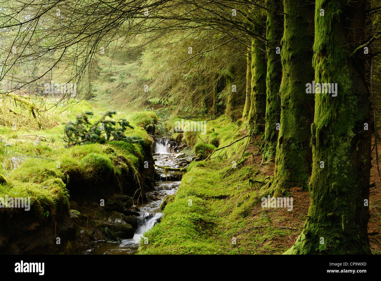 Bach durch einen Pinienwald in Nord-Wales, UK. Stockfoto