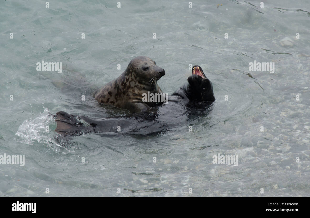 Halichoerus Grypus, graue Dichtungen beim Spielen in der Nähe von Godrevy Point, Cornwall Stockfoto