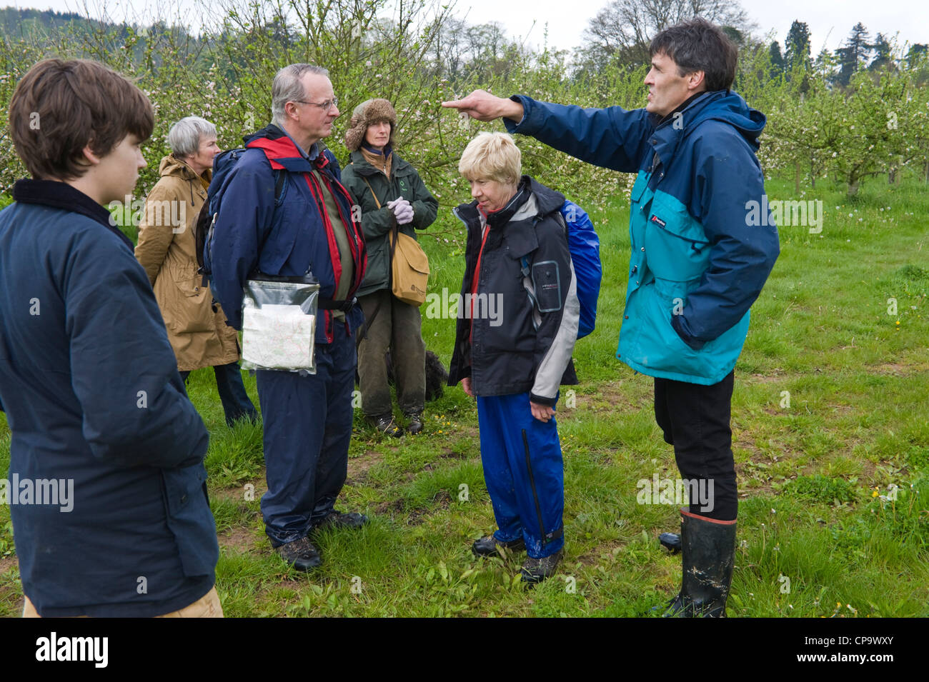 Geführte Wanderung rund um Cider Apple Obstgärten Teil von THE BIG APPLE BLOSSOMTIME Festival im Dorf Putley in der Nähe von Hereford Herefordshire England UK Stockfoto