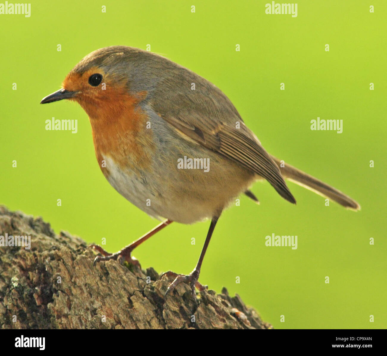 Robin (Erithacus Rubecula) UK Gartenvögel Stockfoto