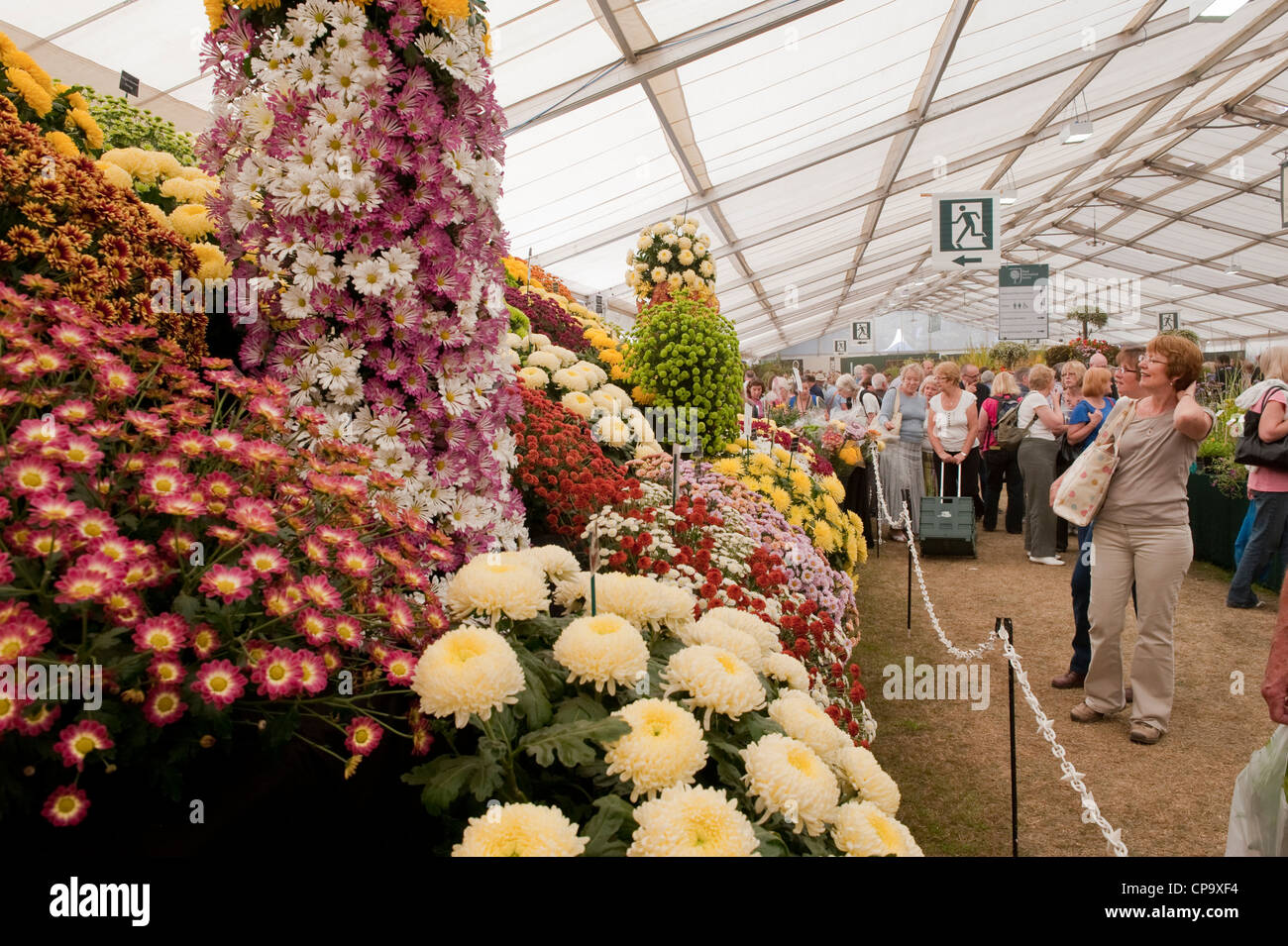 Besucher wunderschöne Blütenpracht im riesigen Festzelt (Personen in Chrysanthemen suchen) - RHS Flower Show, Tatton Park, Cheshire, England, UK. Stockfoto