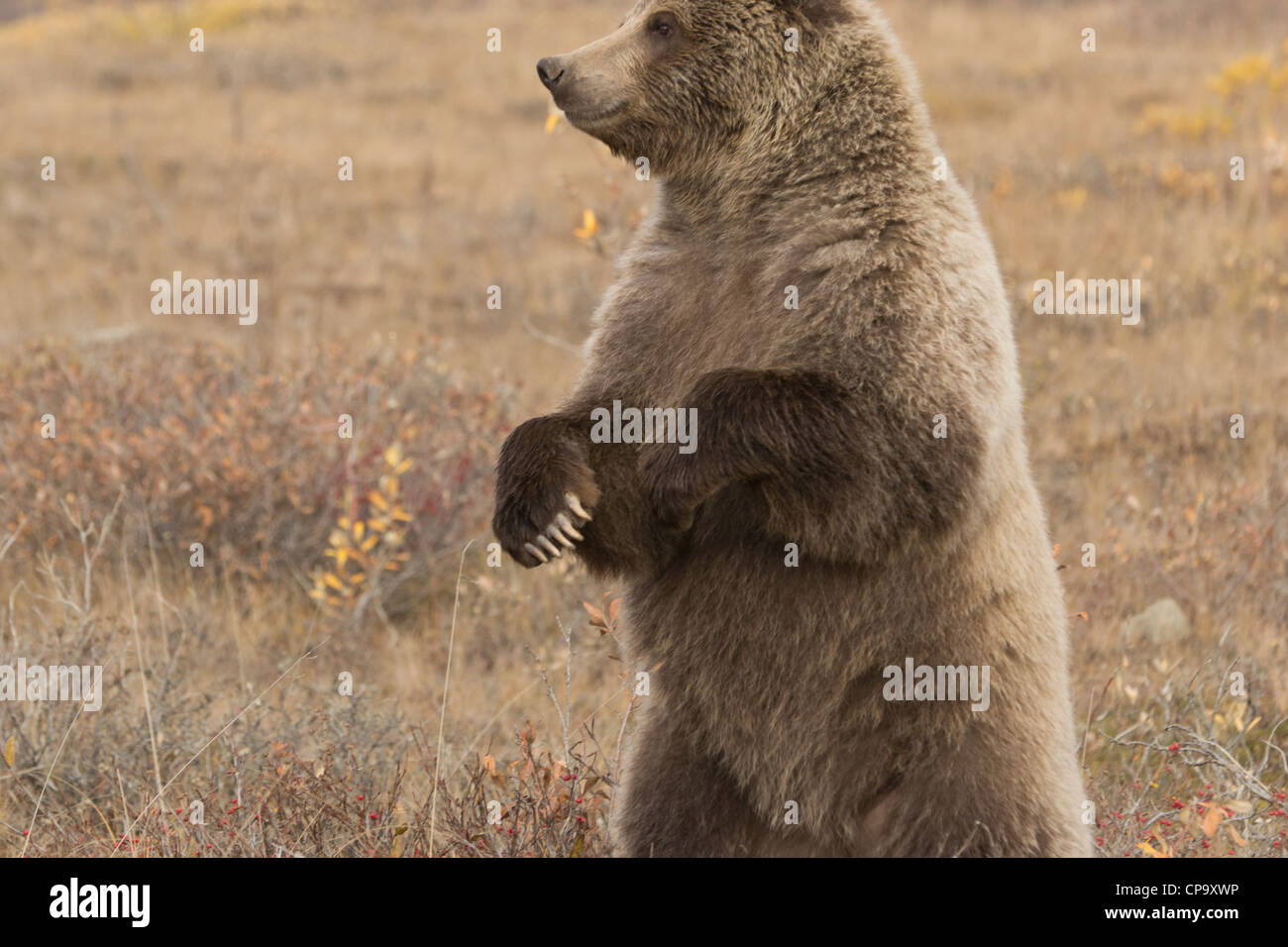 Grizzlybär (Ursus Arctos) eintreten für eine bessere Blick auf die Umgebung, Denali-Nationalpark, Alaska Stockfoto