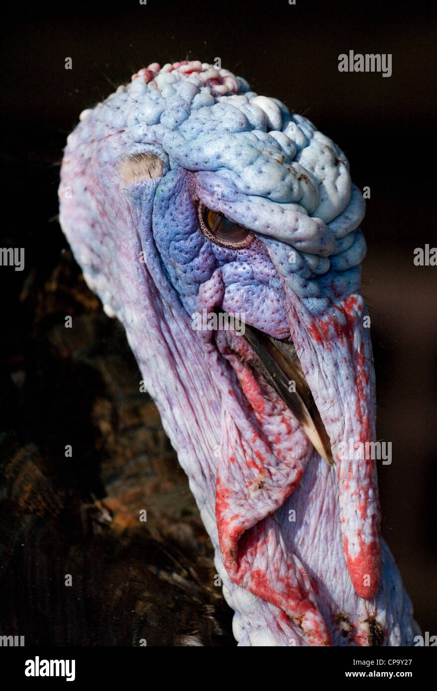 Türkei-Meleagris Gallopavo Porträt des einzigen Erwachsenen UK Stockfoto